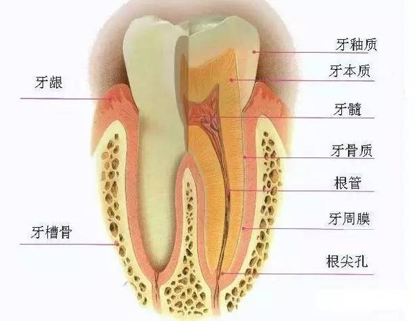 牙齿矫正的较佳年龄,隐形矫正牙齿,隐适美牙齿矫正